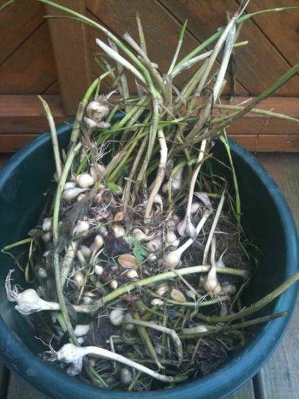 20110519-034327.jpg