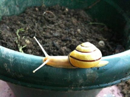 20110521-071319.jpg