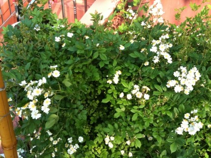 20110526-082718.jpg