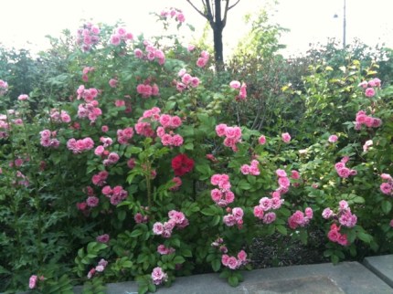 20110527-080916.jpg