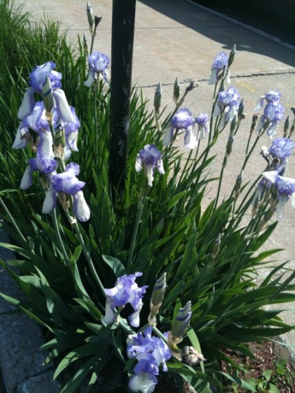 20110528-065350.jpg