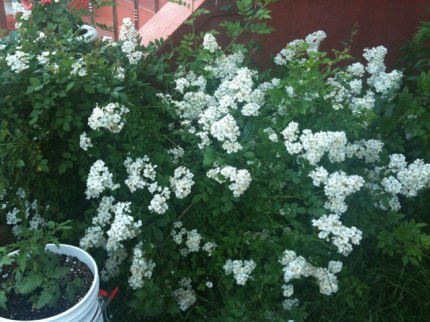 20110530-071558.jpg