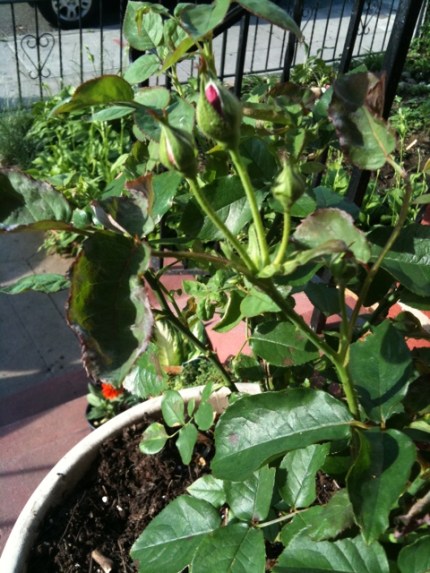 20110607-074540.jpg