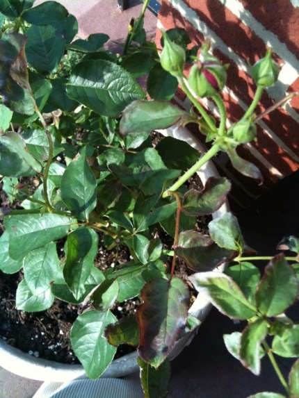20110607-074633.jpg