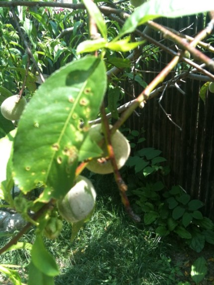 20110608-105921.jpg