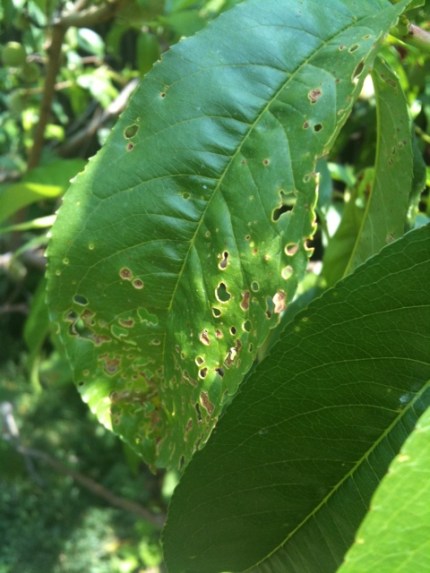 20110608-110349.jpg