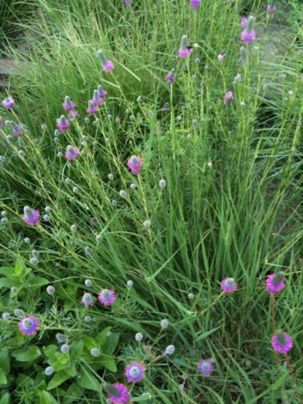 20110612-064100.jpg