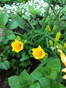 Summer Solstice Surprise