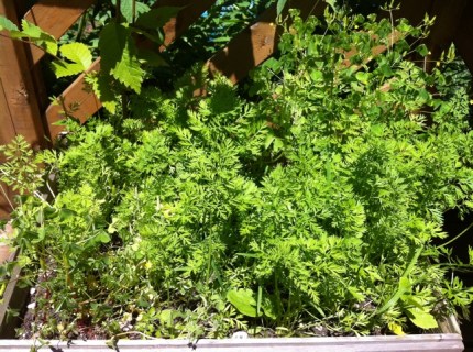 20110709-124535.jpg