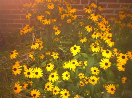 20110723-111929.jpg