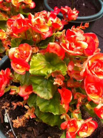 20110723-112835.jpg