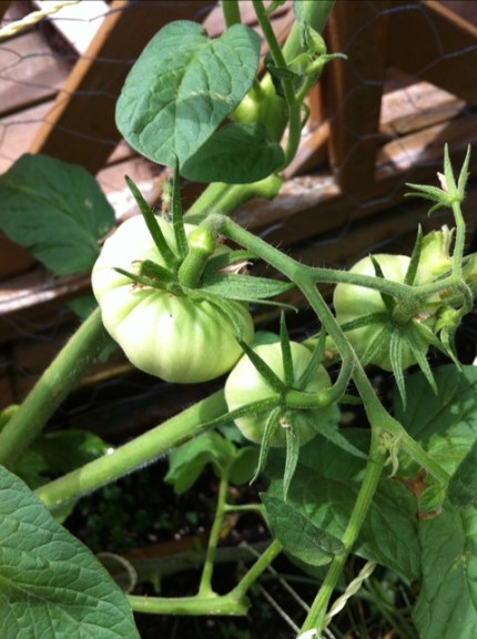 20110723-114702.jpg