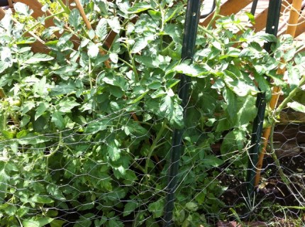 20110723-114752.jpg