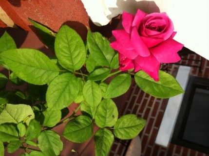 20110729-080730.jpg