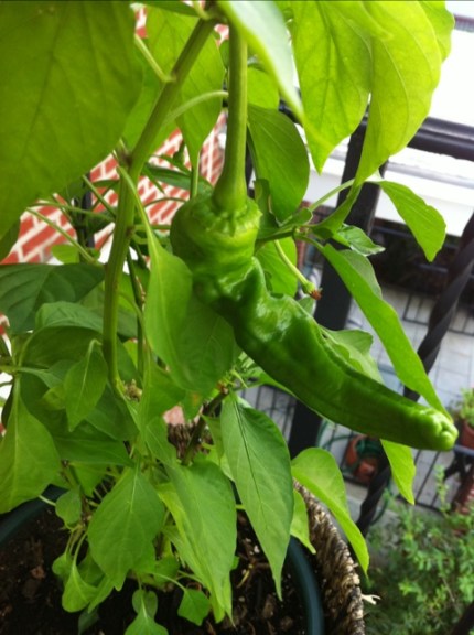 20110801-062138.jpg