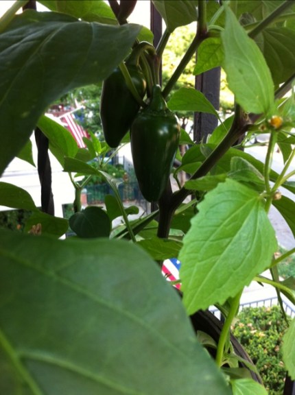 20110801-062316.jpg