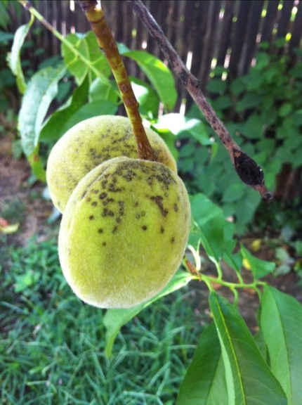 20110805-085813.jpg