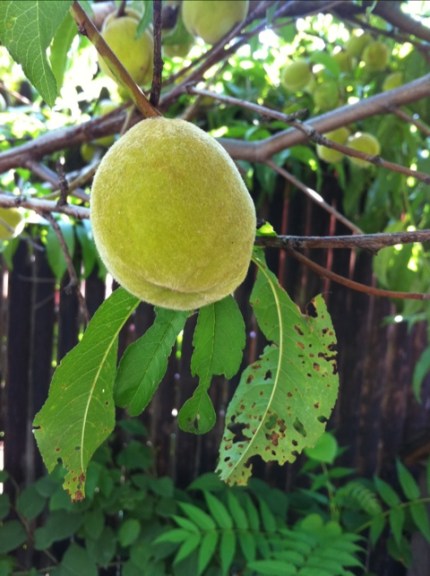 20110805-085945.jpg