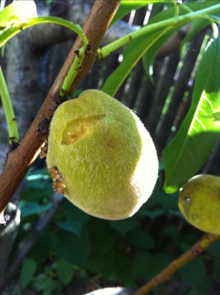 20110805-091155.jpg