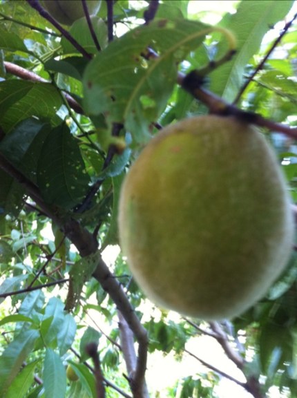 20110808-065716.jpg