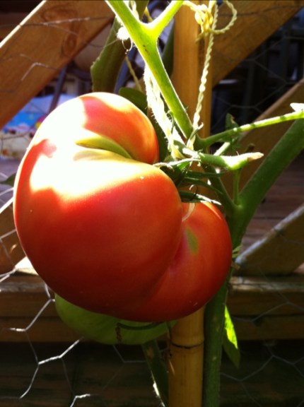 20110811-095750.jpg