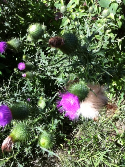 20110811-095922.jpg