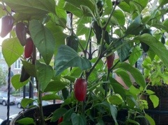 20110820-062218.jpg