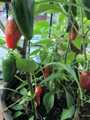 20110820-062236.jpg