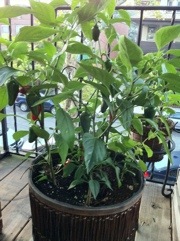 20110820-062252.jpg