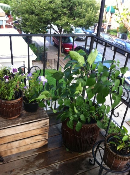 20110825-065505.jpg
