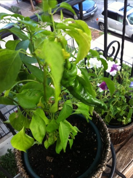 20110825-065929.jpg