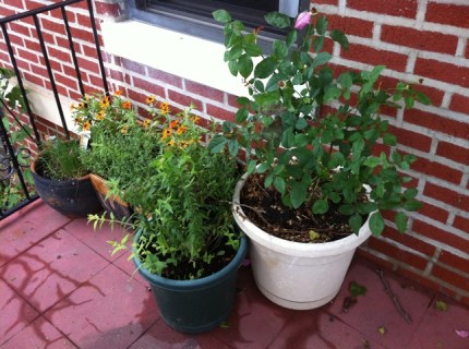 20110828-123650.jpg