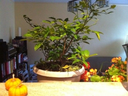 20111029-031148.jpg