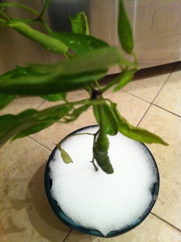 20111029-085357.jpg