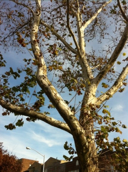 20111119-114839.jpg