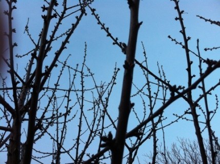 20120317-001554.jpg