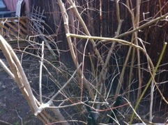 20120317-151409.jpg