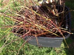20120317-151427.jpg