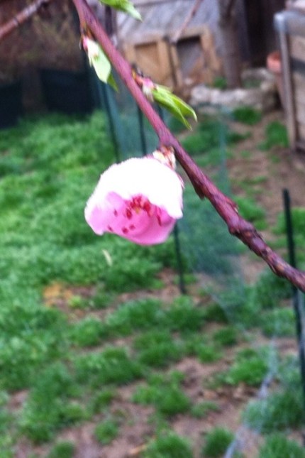 20120321-083927.jpg