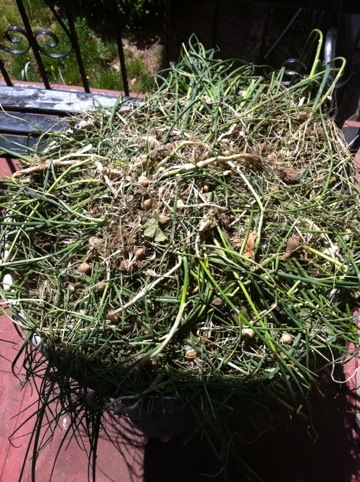 20120420-000613.jpg
