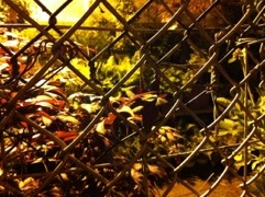 20120519-075651.jpg