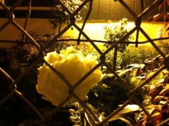 20120519-075704.jpg