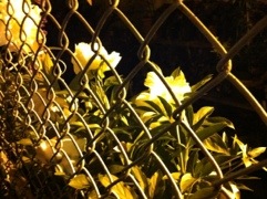 20120519-075710.jpg