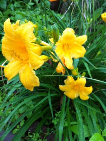 20120525-071727.jpg