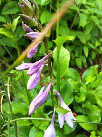 20120525-071737.jpg