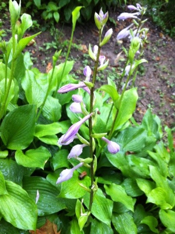 20120525-120250.jpg