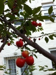 20120605-005043.jpg