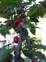 20120605-005101.jpg