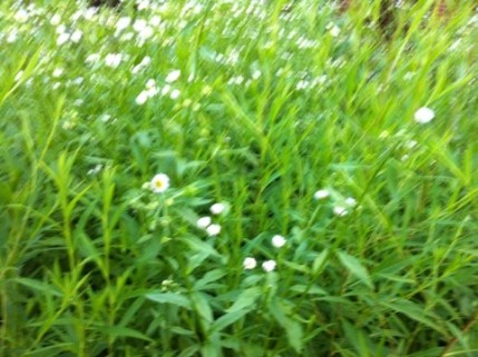 20120607-230528.jpg