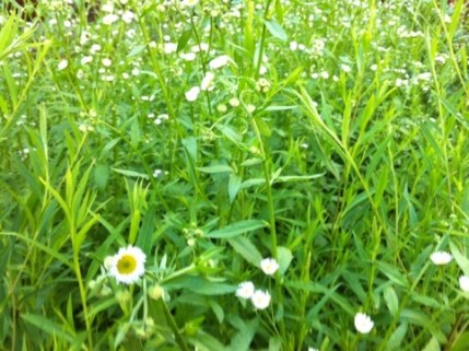 20120607-230558.jpg
